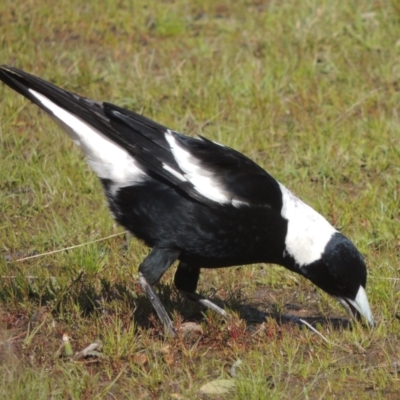 Gymnorhina tibicen (Australian Magpie) at Tuggeranong Hill - 17 Sep 2021 by MichaelBedingfield