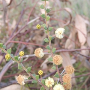 Acacia gunnii at Conder, ACT - 17 Sep 2021 03:23 PM