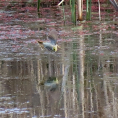 Ptilotula penicillata (White-plumed Honeyeater) at Greenway, ACT - 27 Sep 2021 by RodDeb