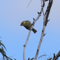 Ptilotula penicillata at Greenway, ACT - 27 Sep 2021