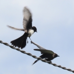 Rhipidura leucophrys (Willie Wagtail) at Greenway, ACT - 27 Sep 2021 by RodDeb