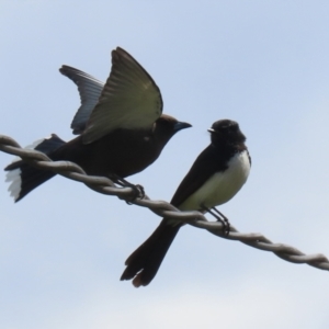 Rhipidura leucophrys at Greenway, ACT - 27 Sep 2021