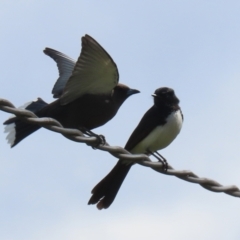 Rhipidura leucophrys at Greenway, ACT - 27 Sep 2021