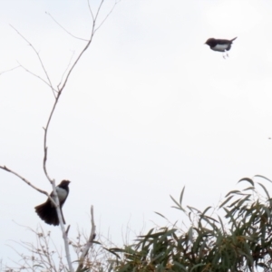 Rhipidura leucophrys at Greenway, ACT - 27 Sep 2021