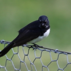 Rhipidura leucophrys at Greenway, ACT - 27 Sep 2021