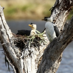 Microcarbo melanoleucos at Greenway, ACT - 27 Sep 2021