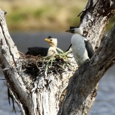 Microcarbo melanoleucos (Little Pied Cormorant) at Greenway, ACT - 27 Sep 2021 by RodDeb