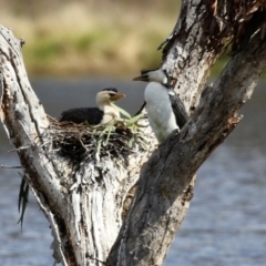 Microcarbo melanoleucos at Greenway, ACT - 27 Sep 2021