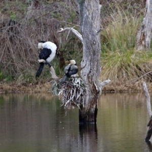 Microcarbo melanoleucos at Greenway, ACT - 27 Sep 2021