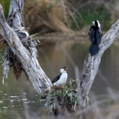 Microcarbo melanoleucos at Greenway, ACT - 27 Sep 2021