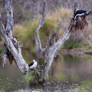 Microcarbo melanoleucos at Greenway, ACT - 27 Sep 2021