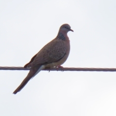 Streptopelia chinensis (Spotted Dove) at Greenway, ACT - 27 Sep 2021 by RodDeb