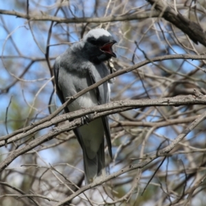 Coracina novaehollandiae at Greenway, ACT - 27 Sep 2021