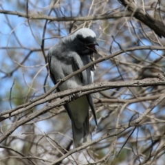 Coracina novaehollandiae at Greenway, ACT - 27 Sep 2021