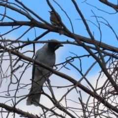 Coracina novaehollandiae at Greenway, ACT - 27 Sep 2021