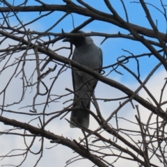 Coracina novaehollandiae at Greenway, ACT - 27 Sep 2021