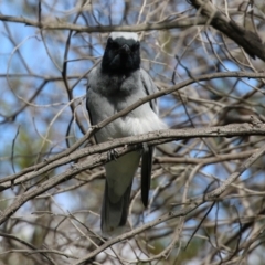 Coracina novaehollandiae at Greenway, ACT - 27 Sep 2021