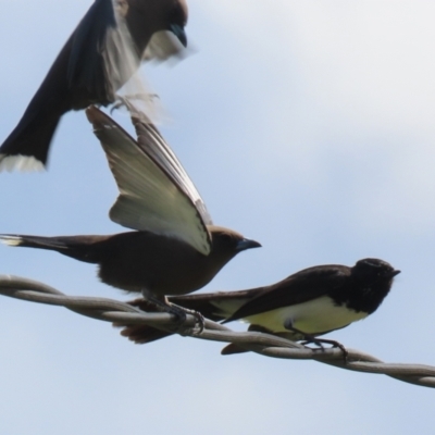 Artamus cyanopterus cyanopterus (Dusky Woodswallow) at Greenway, ACT - 27 Sep 2021 by RodDeb