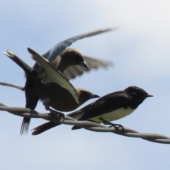 Artamus cyanopterus at Greenway, ACT - 27 Sep 2021