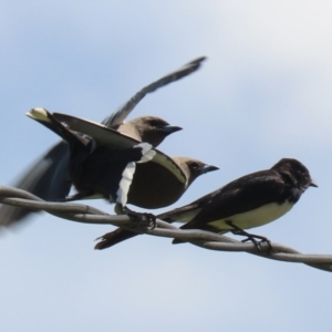 Artamus cyanopterus at Greenway, ACT - 27 Sep 2021