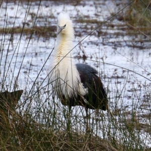 Ardea pacifica at Greenway, ACT - 27 Sep 2021