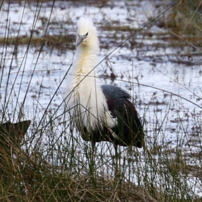 Ardea pacifica (White-necked Heron) at Greenway, ACT - 27 Sep 2021 by RodDeb