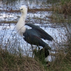 Ardea pacifica at Greenway, ACT - 27 Sep 2021