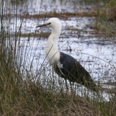 Ardea pacifica at Greenway, ACT - 27 Sep 2021