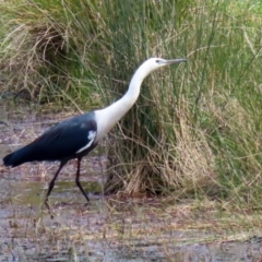 Ardea pacifica at Greenway, ACT - 27 Sep 2021 01:13 PM