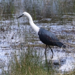 Ardea pacifica at Greenway, ACT - 27 Sep 2021