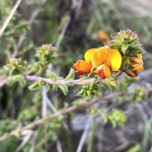 Pultenaea procumbens at Googong, NSW - 27 Sep 2021 03:49 PM