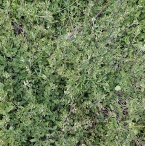 Salpichroa origanifolia at Hackett, ACT - 28 Sep 2021