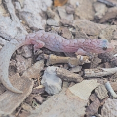 Christinus marmoratus (Southern Marbled Gecko) at Higgins, ACT - 28 Sep 2021 by wombey