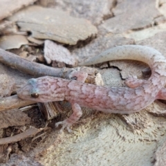 Christinus marmoratus at Higgins, ACT - 28 Sep 2021