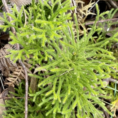 Lateristachys lateralis (Slender Clubmoss) at Monga, NSW - 26 Sep 2021 by Roymondo