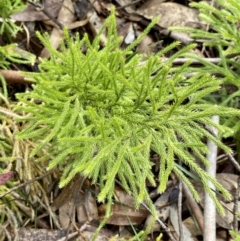 Lateristachys lateralis at QPRC LGA - 26 Sep 2021