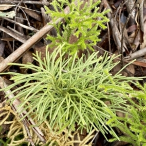 Lateristachys lateralis at QPRC LGA - 26 Sep 2021