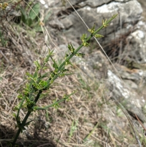 Discaria pubescens at Googong, NSW - 28 Sep 2021 01:22 PM