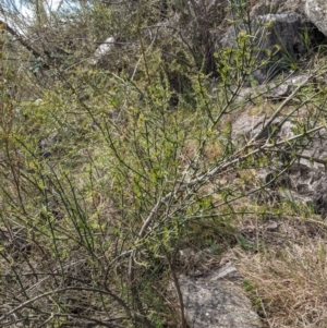 Discaria pubescens at Googong, NSW - 28 Sep 2021