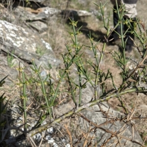 Discaria pubescens at Googong, NSW - 28 Sep 2021