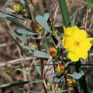 Hibbertia obtusifolia at Albury, NSW - 27 Sep 2021 10:49 AM