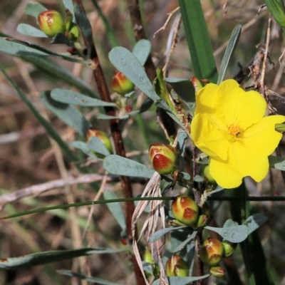 Hibbertia obtusifolia (Grey Guinea-flower) at Nail Can Hill - 27 Sep 2021 by Kyliegw