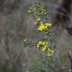 Hibbertia obtusifolia at Albury, NSW - 27 Sep 2021 10:49 AM