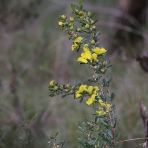 Hibbertia obtusifolia at Albury, NSW - 27 Sep 2021