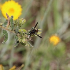 Eumeninae (subfamily) (Unidentified Potter wasp) at Glenroy, NSW - 27 Sep 2021 by KylieWaldon