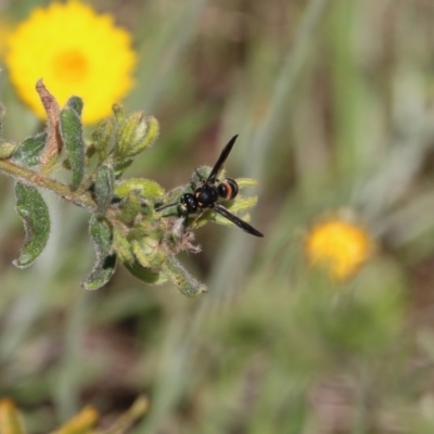 Eumeninae (subfamily) (Unidentified Potter wasp) at Glenroy, NSW - 27 Sep 2021 by KylieWaldon