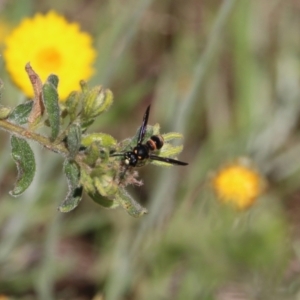 Eumeninae (subfamily) at Glenroy, NSW - 27 Sep 2021 10:25 AM