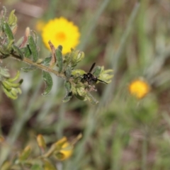 Eumeninae (subfamily) at Glenroy, NSW - 27 Sep 2021 10:25 AM