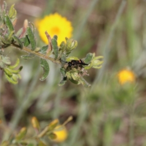 Eumeninae (subfamily) at Glenroy, NSW - 27 Sep 2021 10:25 AM