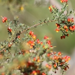 Grevillea alpina (Mountain Grevillea / Cat's Claws Grevillea) at Nail Can Hill - 26 Sep 2021 by Kyliegw